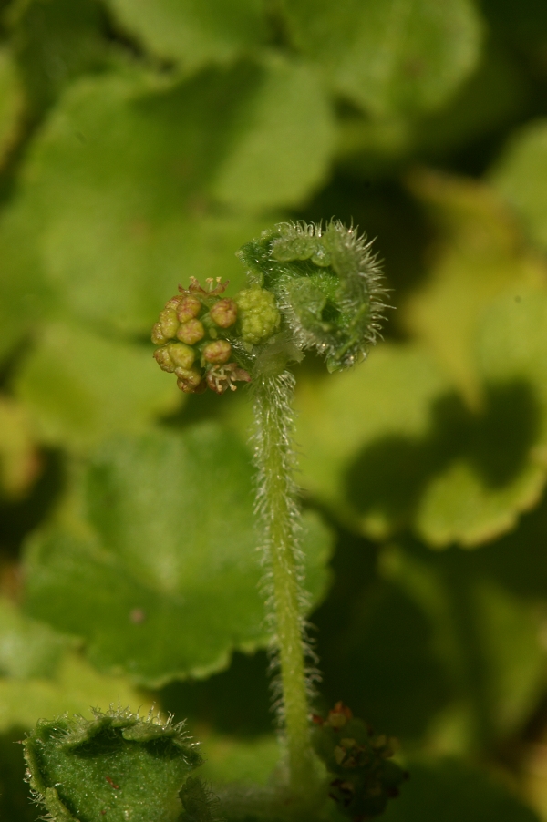 Hydrocotyle hirta